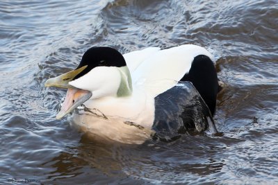 Common Eider (Somateria mollissima)