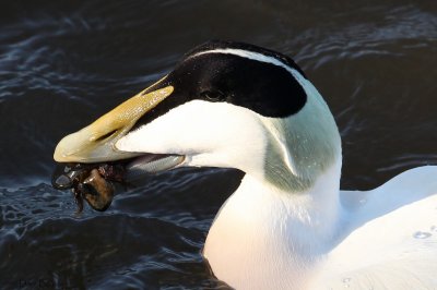 Common Eider (Somateria mollissima)