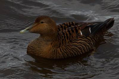 Common Eider (Somateria mollissima)