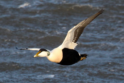 Common Eider (Somateria mollissima)