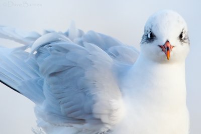 Mediterranean Gull (Ichthyaetus melanocephalus) adult winter