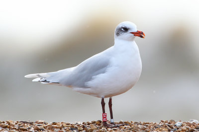 Mediterranean Gull (Ichthyaetus melanocephalus) 2nd winter