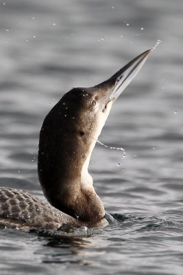 3. Great Northern Diver (Gavia immer)