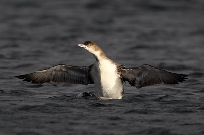 4. Great Northern Diver (Gavia immer)