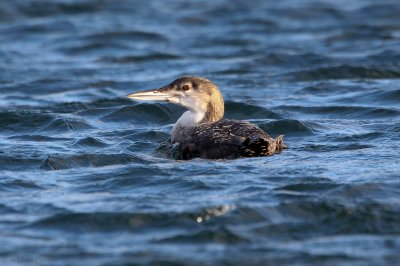 7. Great Northern Diver (Gavia immer)