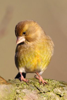 European Greenfinch (Chloris chloris)