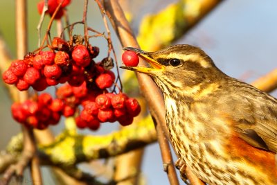 Redwing (Turdus iliacus)