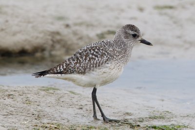 Grey Plover (Pluvialis squatarola)