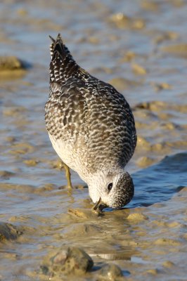 Grey Plover (Pluvialis squatarola)