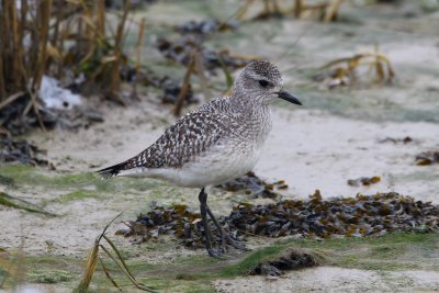Grey Plover (Pluvialis squatarola)