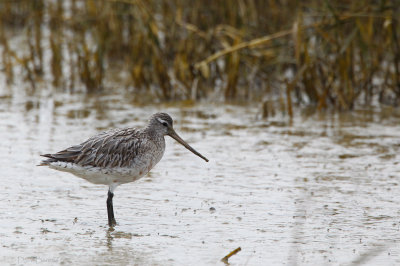 Bar-tailed Godwit (Limosa lapponica)