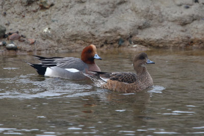 Eurasian Wigeon (Anas penelope)