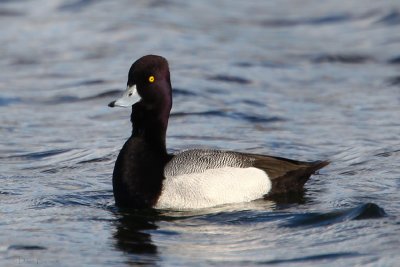 Lesser Scaup (Aythya affinis)