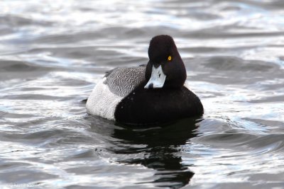 Lesser Scaup (Aythya affinis)