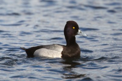 Lesser Scaup (Aythya affinis)