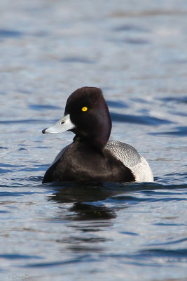 Lesser Scaup (Aythya affinis)