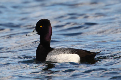 Lesser Scaup (Aythya affinis)