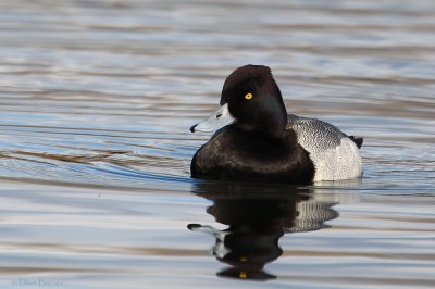 Lesser Scaup (Aythya affinis)