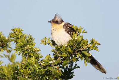 Great Spotted Cuckoo (Clamator glandarius)