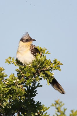 Great Spotted Cuckoo (Clamator glandarius)