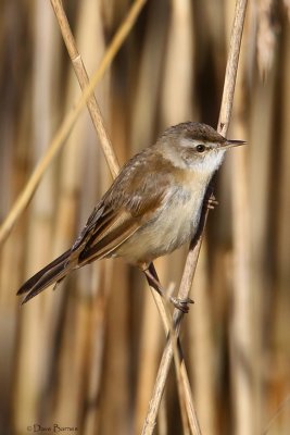 Paddyfield Warbler - West Sussex