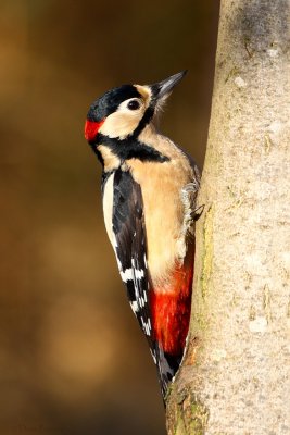 Great Spotted Woodpecker (Dendrocopos major)