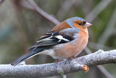 Common Chaffinch (Fringilla coelebs)