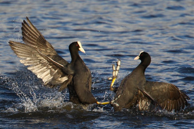 Eurasian Coot (Fulica atra)
