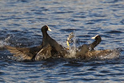 Eurasian Coot (Fulica atra)