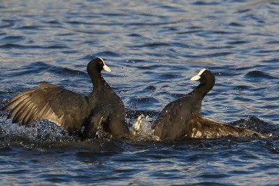 Eurasian Coot (Fulica atra)