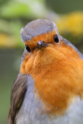 European Robin (Erithacus rubecula)