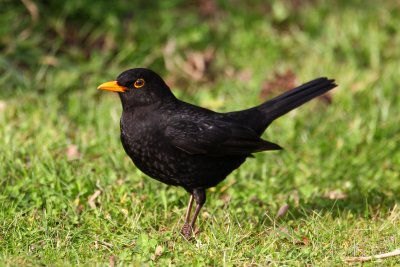 Common Blackbird (Turdus merula)