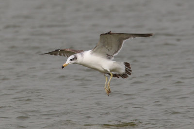 Great Black-headed Gull (Ichthyaetus ichthyaetus)