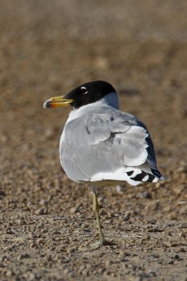 Great Black-headed Gull (Ichthyaetus ichthyaetus)