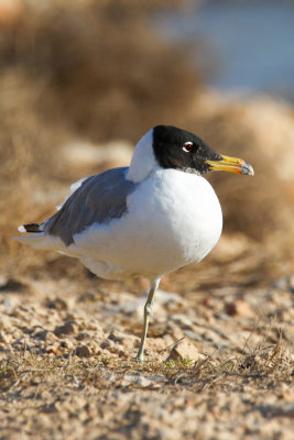 Great Black-headed Gull (Ichthyaetus ichthyaetus)