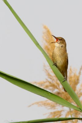 Clamorous Reed Warbler (Acrocephalus stentoreus)