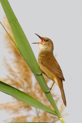 Clamorous Reed Warbler (Acrocephalus stentoreus)