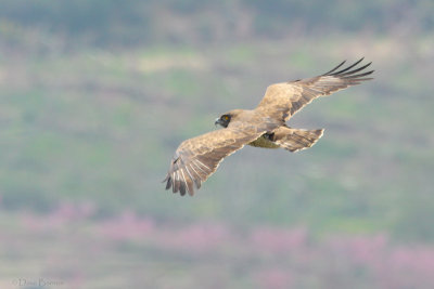 Short-toed Eagle (Circaetus gallicus)