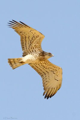 Short-toed Eagle (Circaetus gallicus)