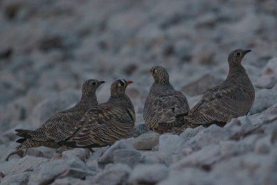 Lichtenstein's Sandgrouse (Pterocles lichtensteinii)