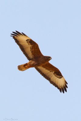 Steppe Buzzard (Buteo b. vulpinus)