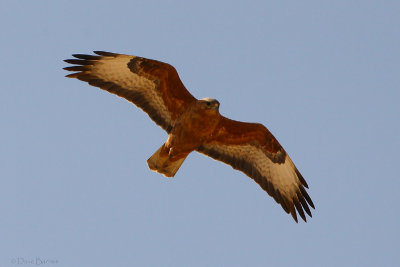 Steppe Buzzard (Buteo b. vulpinus)