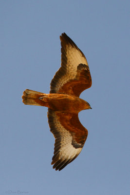 Steppe Buzzard (Buteo b. vulpinus)
