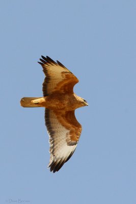 Steppe Buzzard (Buteo b. vulpinus)