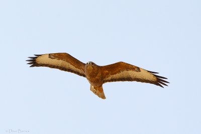 Steppe Buzzard (Buteo b. vulpinus)
