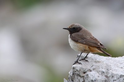 Kurdish Wheatear (Oenanthe xanthoprymna)