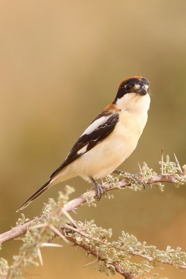 Woodchat Shrike (Lanius senator)