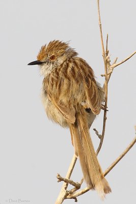 Graceful Prinia (Prinia cracilis)