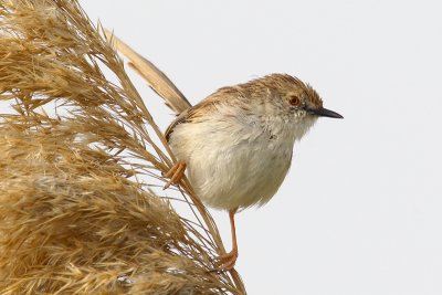 Graceful Prinia (Prinia cracilis)