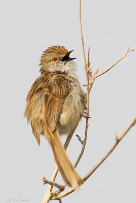 Graceful Prinia (Prinia cracilis)